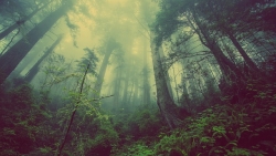 In quale misura le foreste possono combattere i cambiamenti climatici?