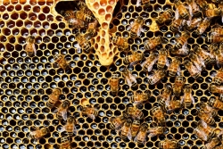 poche-gocce-di-miele-per-monitorare-gli-ecosistemi