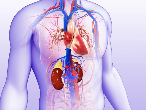 i-molteplici-benefici-cardiaci-e-non-delle-glifozine-sglt2i-una-protezione-per-il-cuore
